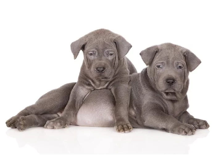 Thai Ridgeback puppy cost