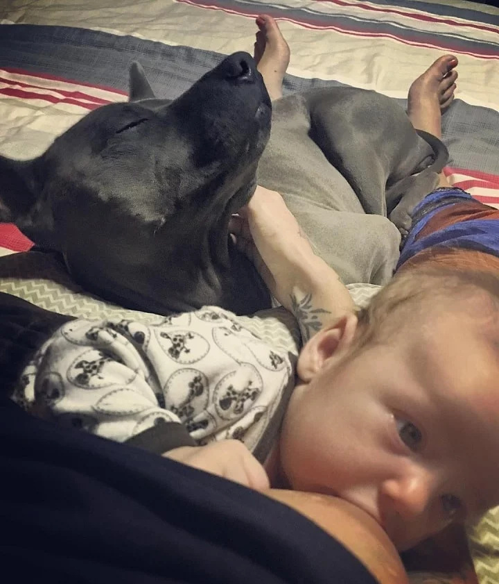 Thai Ridgeback is good with children