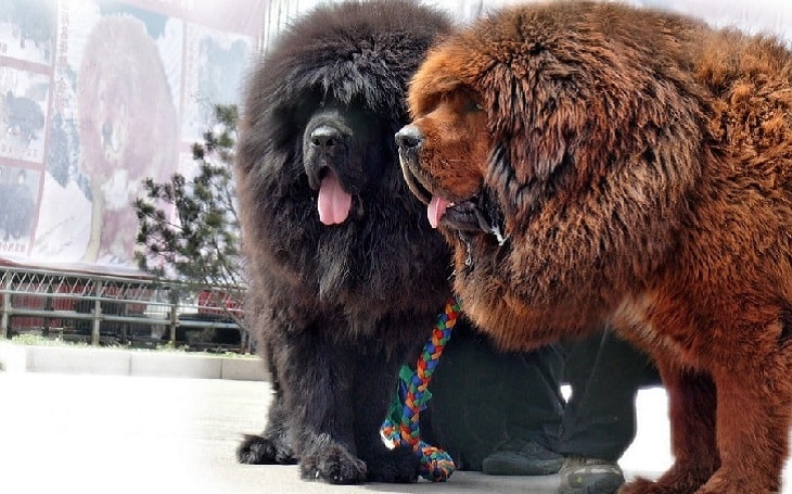 a tibetan mastiff dog