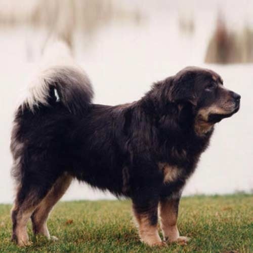 Tibetan Mastiff history