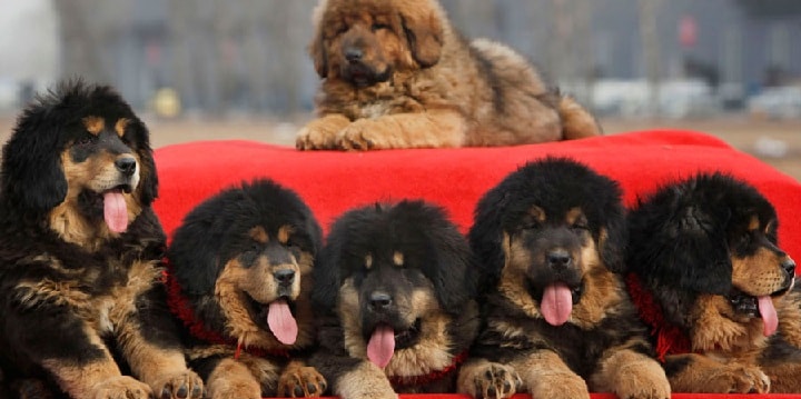 Tibetan Mastiff puppy cost