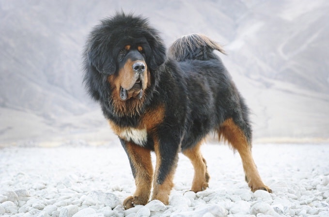 Tibetan Mastiff which is similar to Romanian Mioritic Shepherd