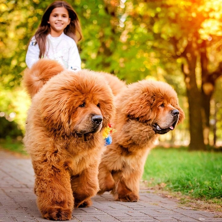 are tibetan mastiffs good with children