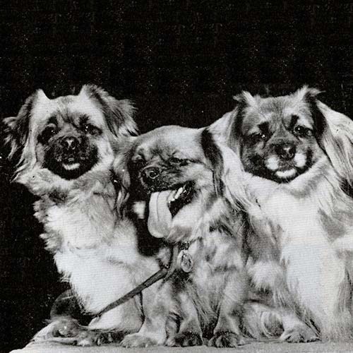 Tibetan Spaniel History