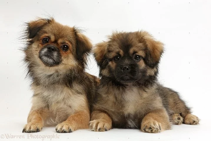Tibetan Spaniel Puppies cost