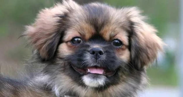 Tibetan Spaniel Puppy cost