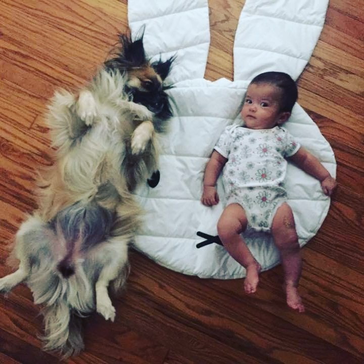 Tibetan Spaniel with a baby