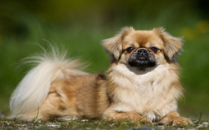 Tibetan Spaniel history and behavior