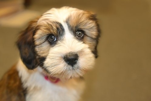 Tibetan Terrier puppy cost