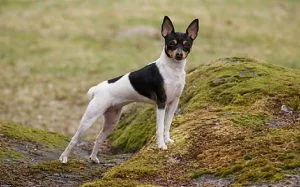 Toy Fox Terrier history and behavior
