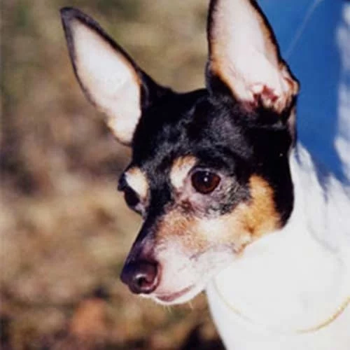 Toy Fox Terrier History