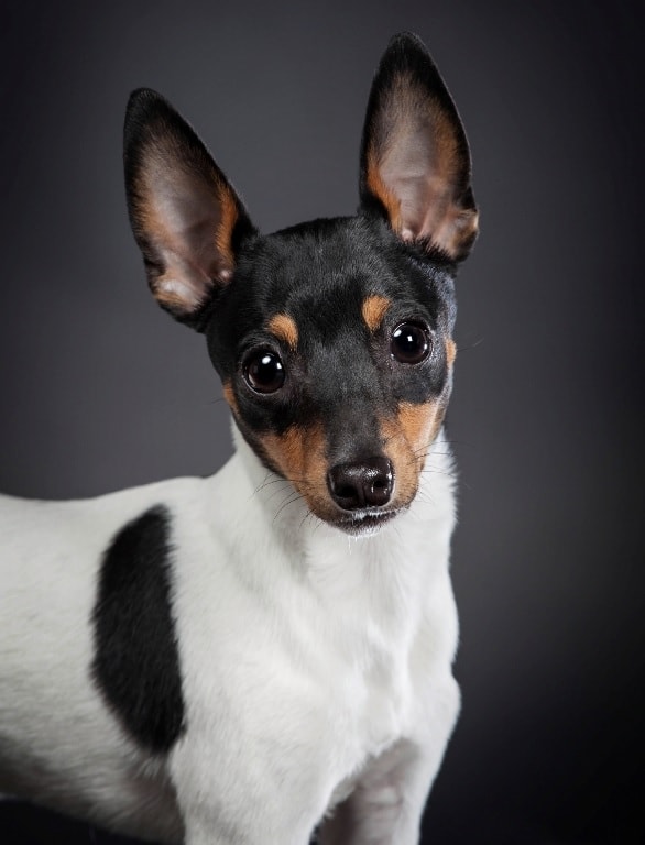 Toy Fox Terrier which similar breed to Smooth Fox Terrier