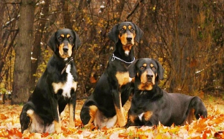 black and tan big game hounds