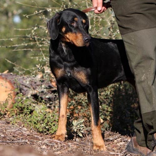 Transylvanian Hound on a leash