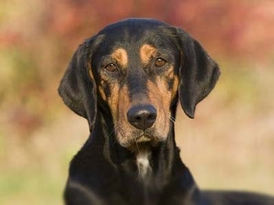 Transylvanian Hound which is similar to Slovensky Kopov