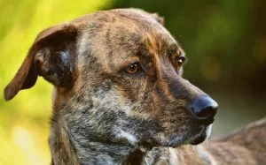 Treeing Tennesse Brindle history and behavior