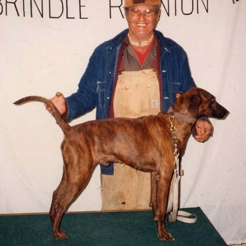 Treeing Tennesse Brindle history