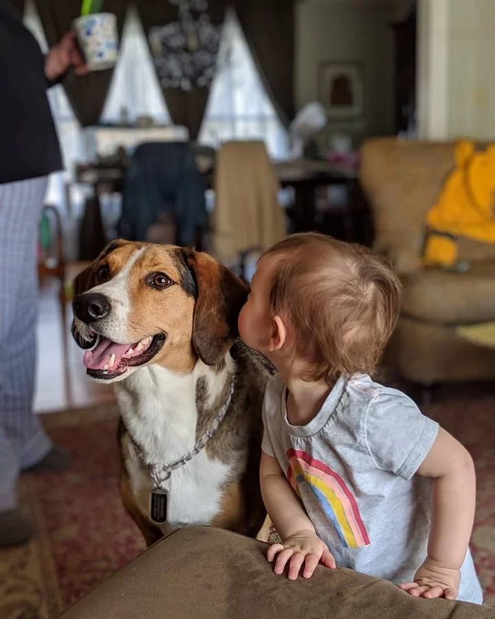 Treeing Walker Coonhound is child-friendly