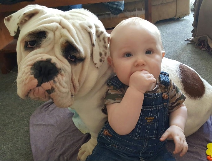 Valley Bulldog is child-friendly