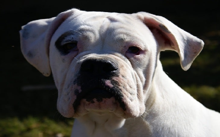 white valley bulldog