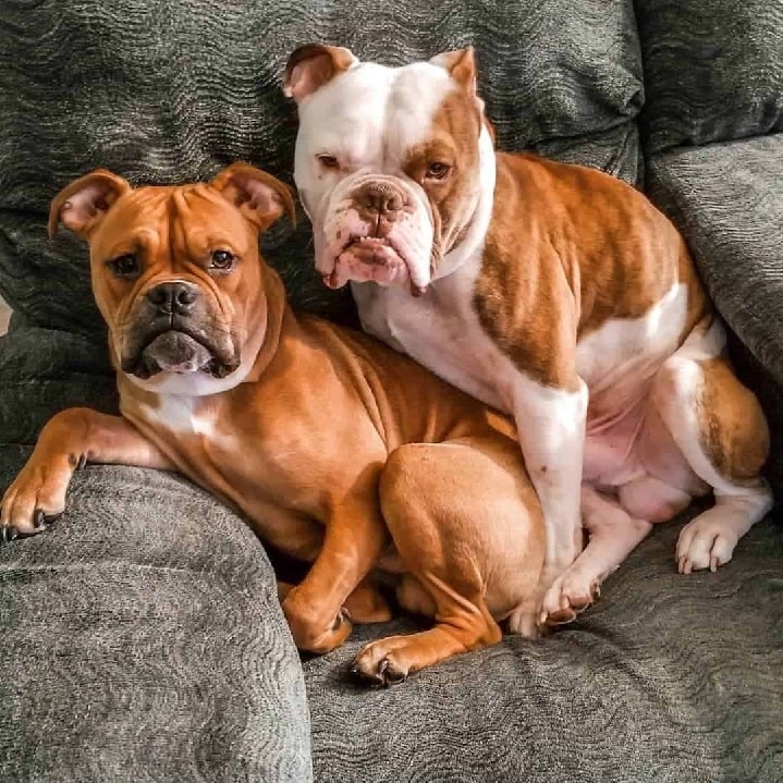 Valley Bulldogs sitting on a sofa