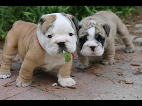Victorian Bulldog Puppy cost