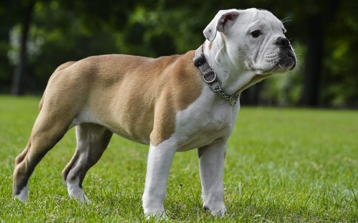 Victorian Bulldog history and behavior