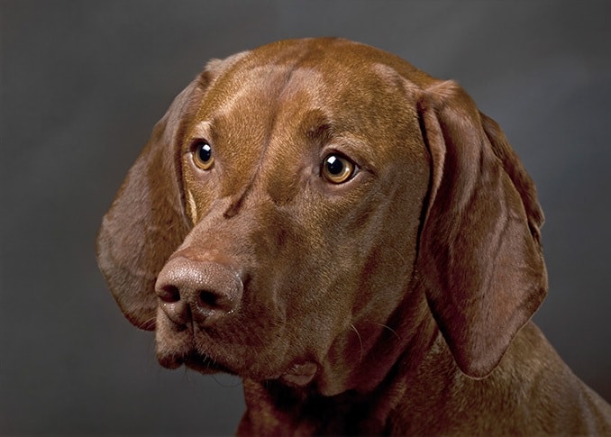 Vizsla dog which is similar to Slovakian Wirehaired Pointer