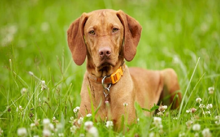 vizsla dog breed