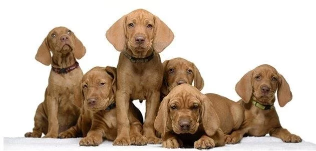 Vizsla Puppy cost