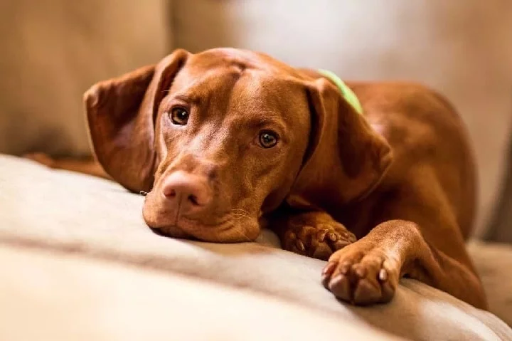 Vizsla Puppy cost