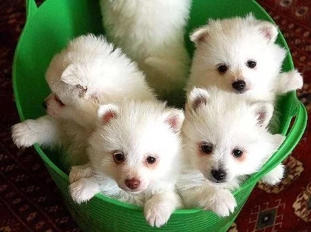 Volpino Italiano Puppy cost