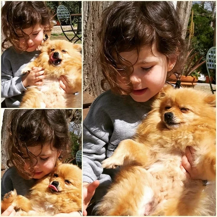 Volpino Italiano is child friendly