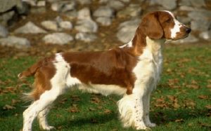 are welsh springer dogs healthy