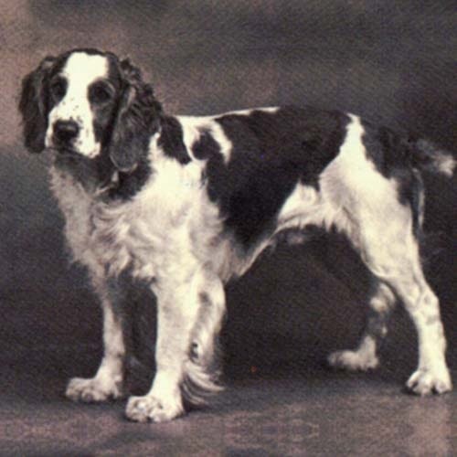 Welsh Springer Spaniel history