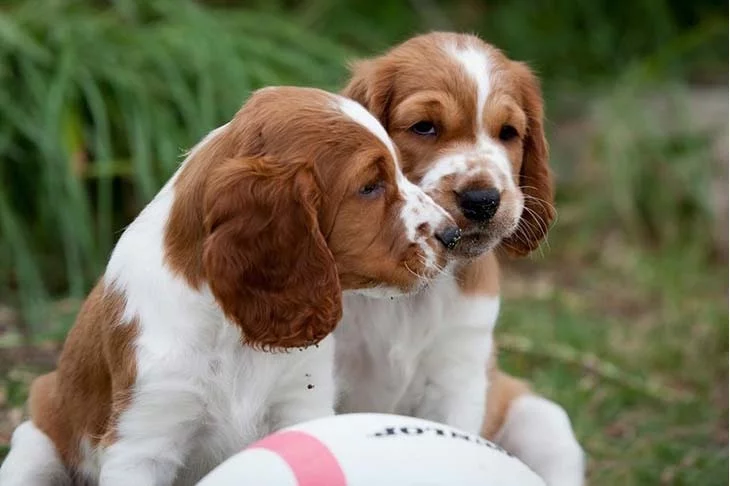 Welsh Springer Spaniel puppy cost