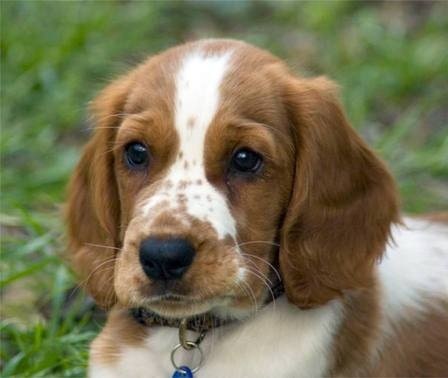 Welsh Springer Spaniel puppy cost