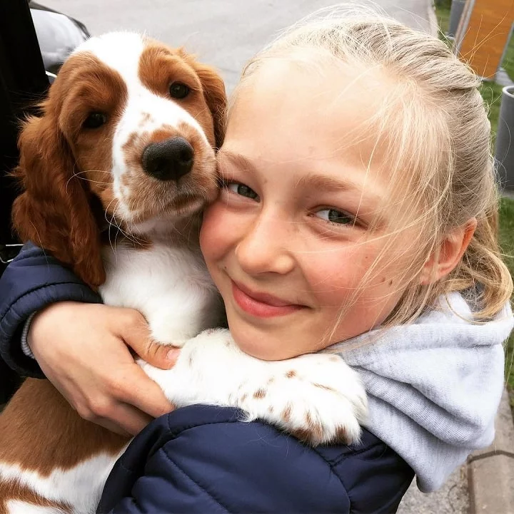 Welsh Springer Spaniel is child friendly