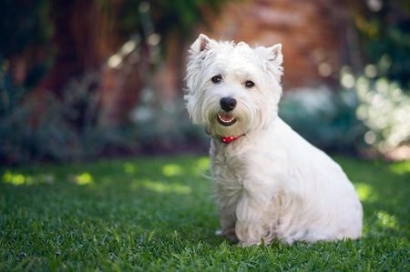 West Highland White Terrier which is similar to Skye Terrier