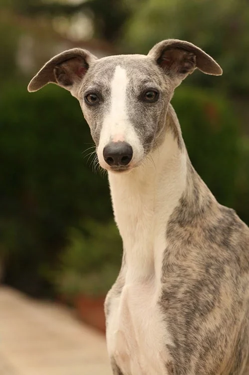 Whippet which is similar to Peruvian Inca Orchid