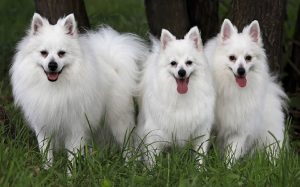 Three white dogs standing together.