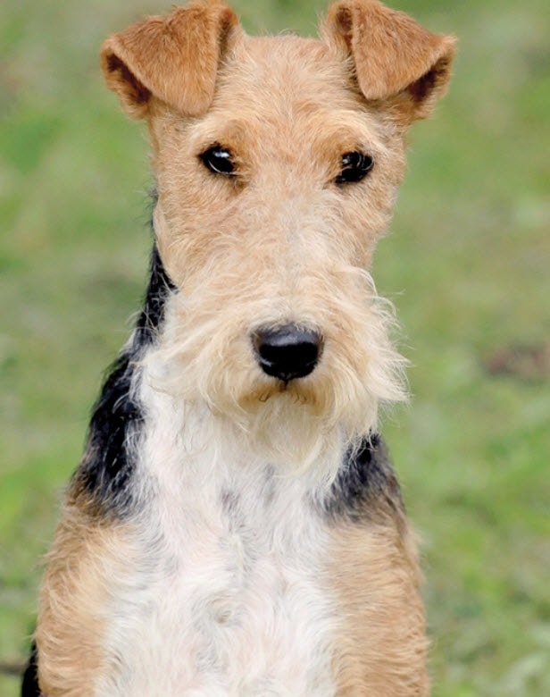 Wire Fox Terrier similar breed to Smooth Fox Terrier