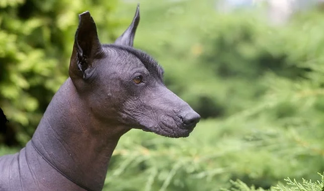 Xoloitzcuintli which is similar to Peruvian Inca Orchid