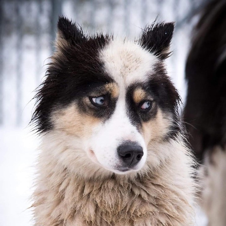 yakutian laika dog