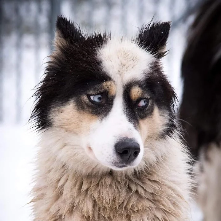 Yakutian Laika which is similar to Siberian Husky