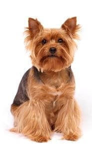 Yorkshire which is similar to Silky Terrier