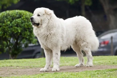 great Pyrenees which is similar to Romanian Mioritic Shepherd