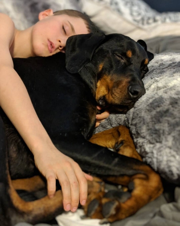 how to properly care for a transylvanian hound