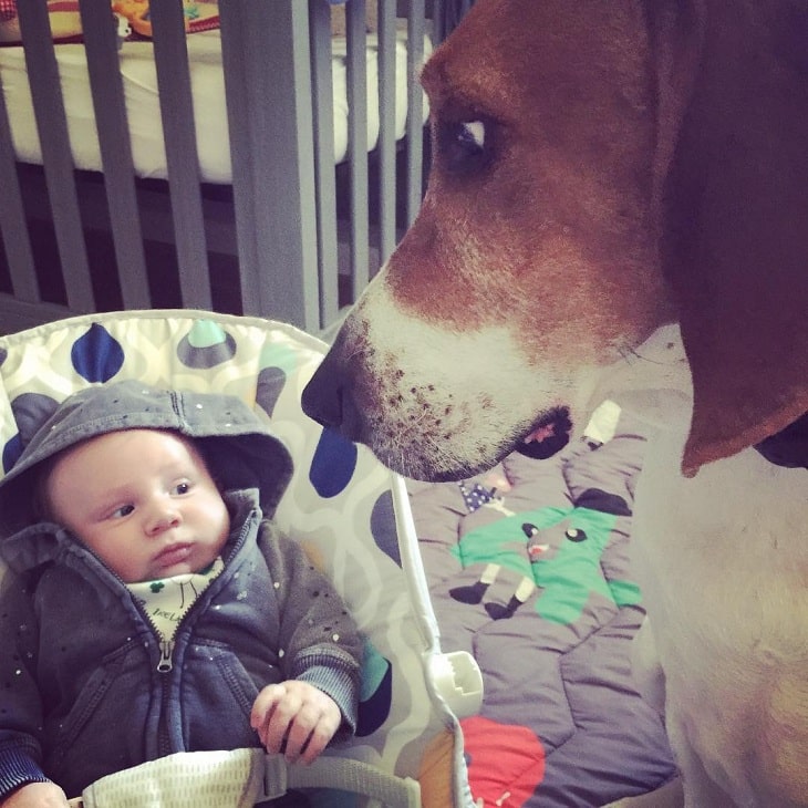 Treeing Walker Coonhound is child friendly