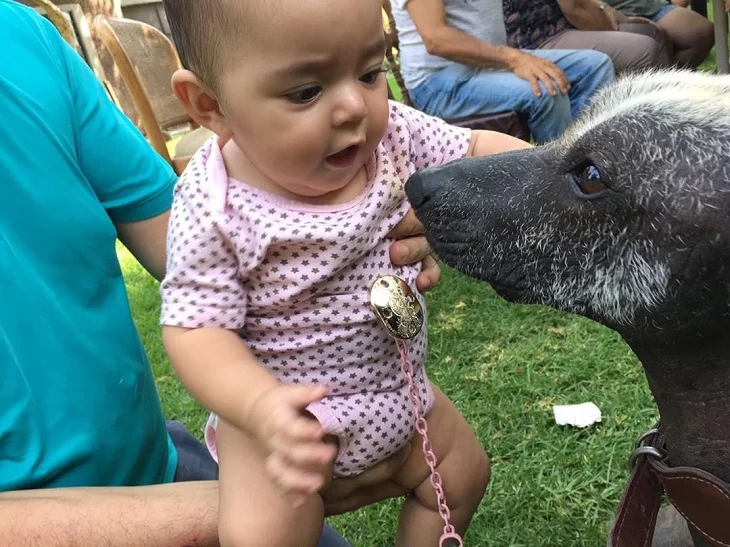 Xoloitzcuintli is child friendly